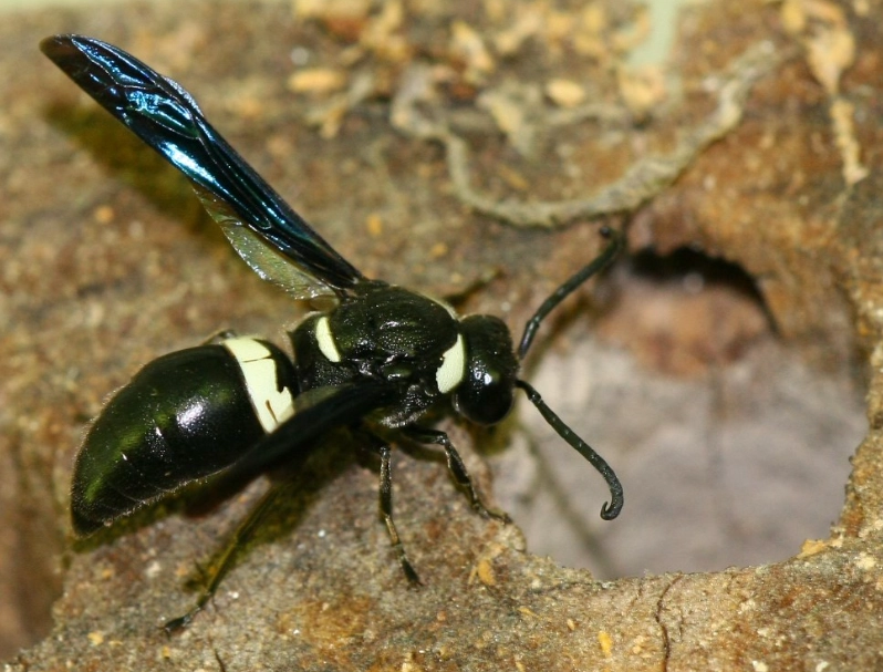 carpenter wasp sting