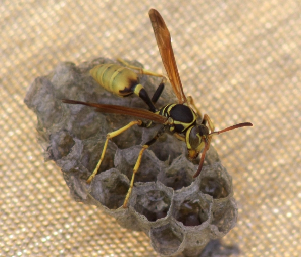 carpenter wasp sting