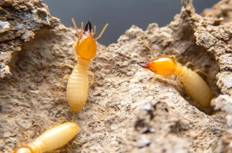 drywood termites