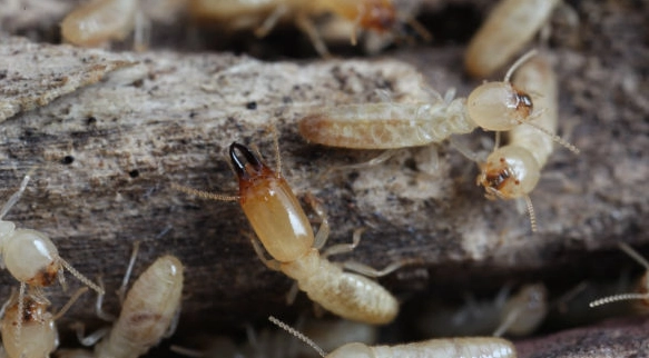 drywood termites