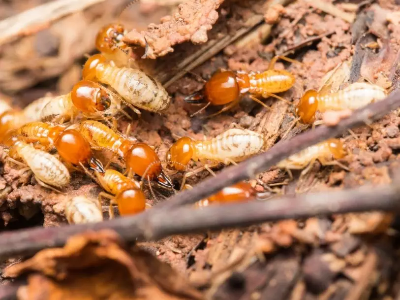 drywood termites
