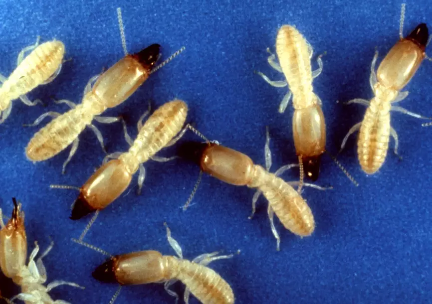types of termites