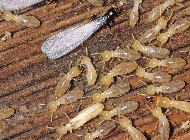 kinds of termites