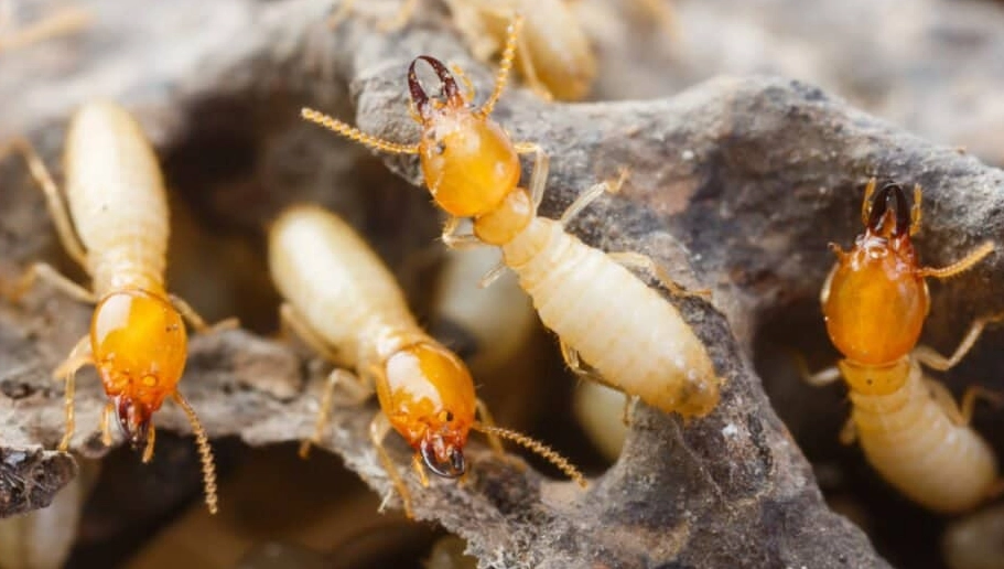 types of termites