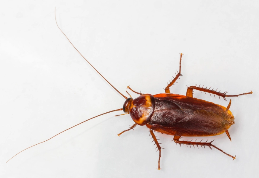 cockroach identification