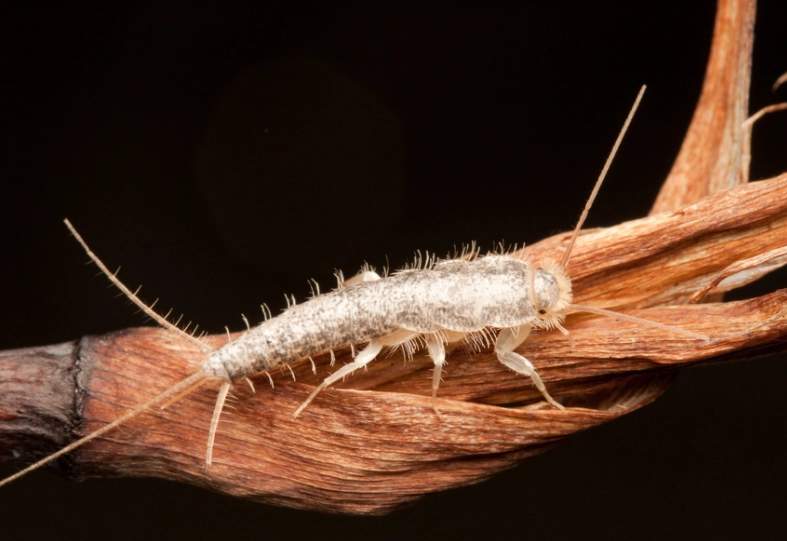 silverfish prevention tips
