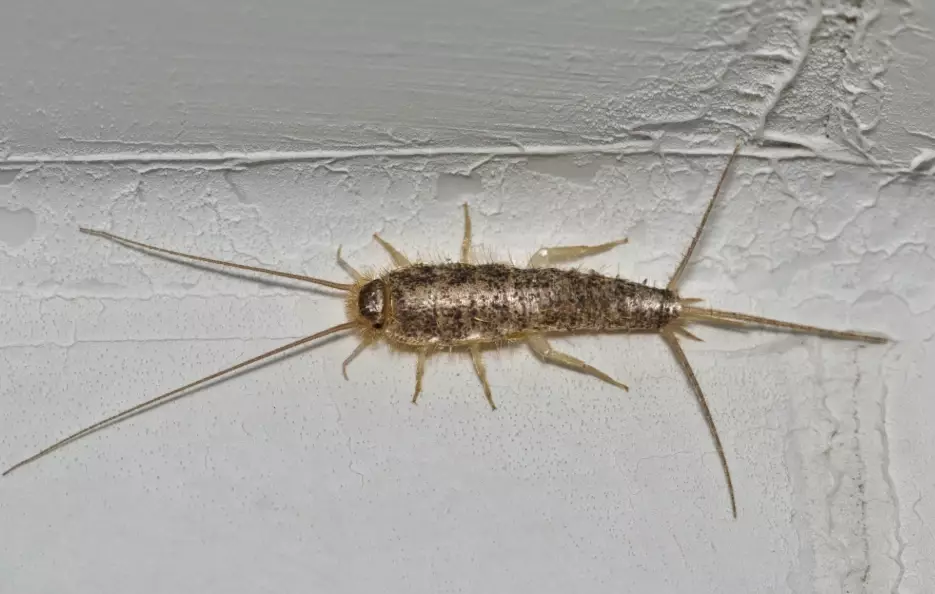 how to get rid of silverfish