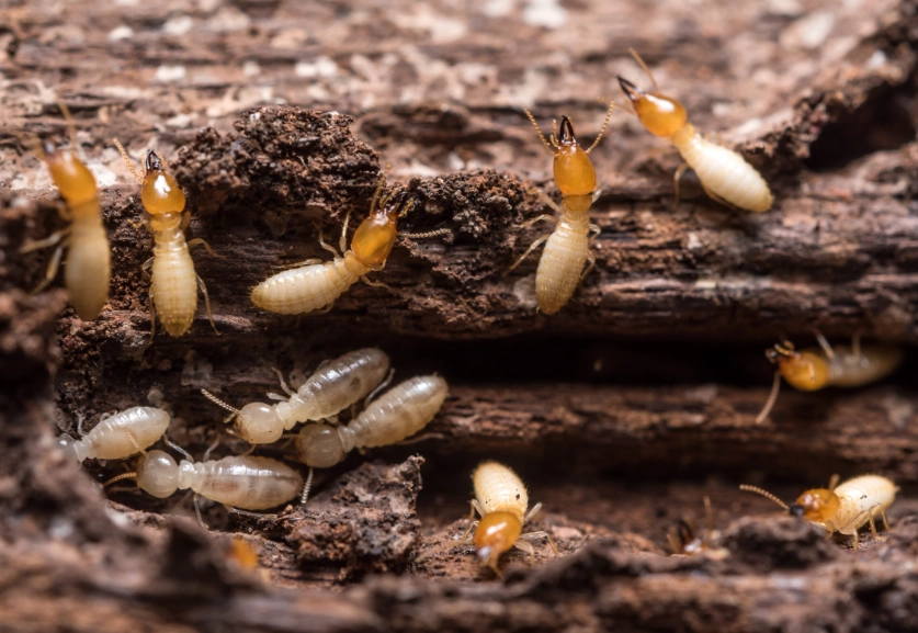 termite house