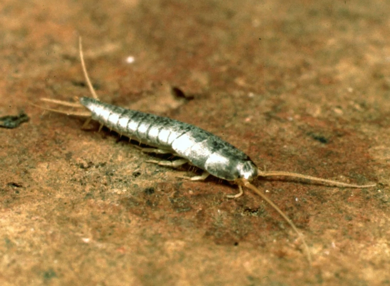 how to get rid of silverfish