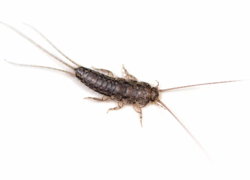 silverfish prevention tips