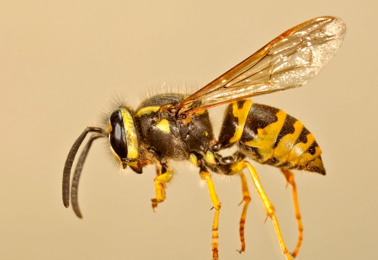 yellow jacket