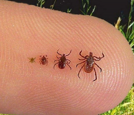 how to prevent tick bites how to prevent tick bites