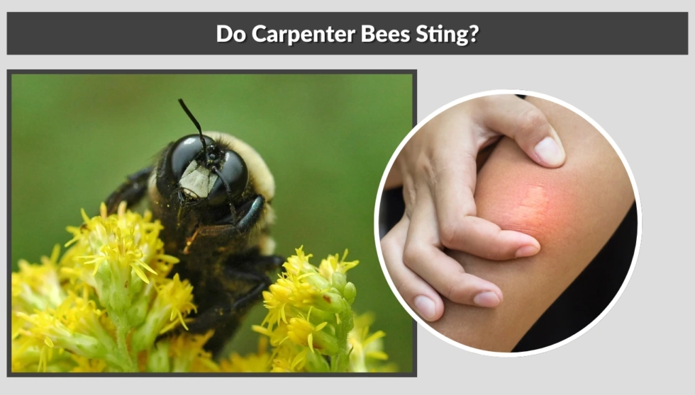 Do Carpenter Bees Sting? The Truth About Male vs. Female