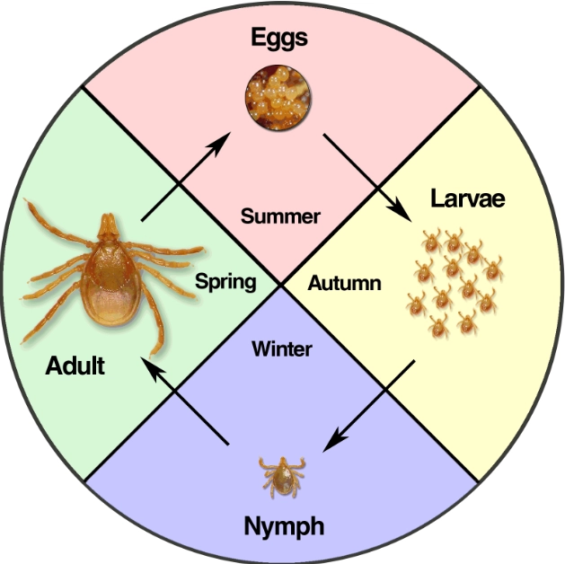 how to prevent tick bites how to prevent tick bites