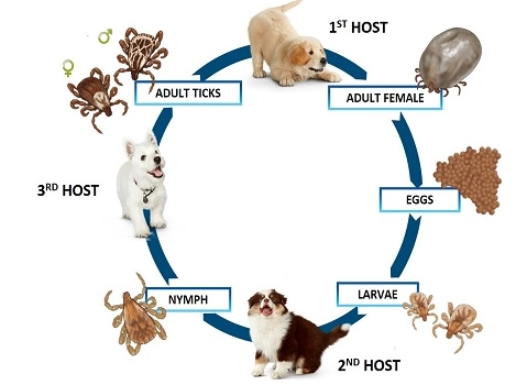 tick life cycle stages tick life cycle stages