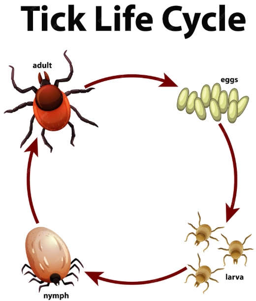 tick life cycle