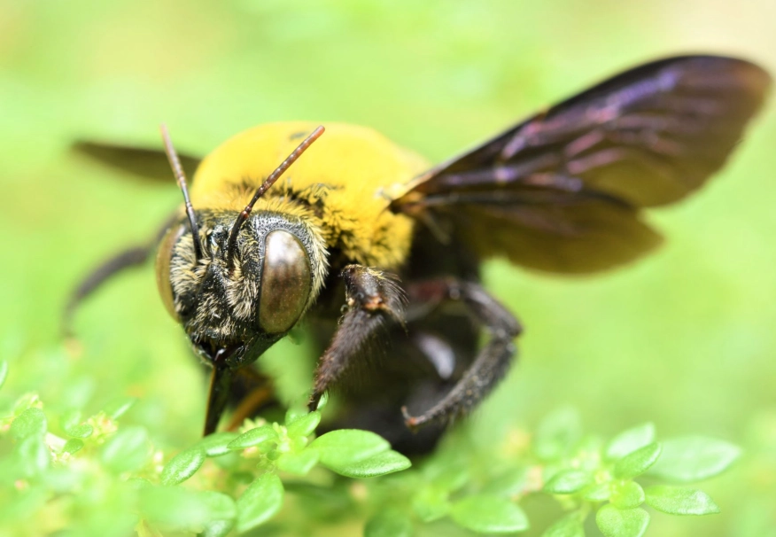 male carpenter bees sting