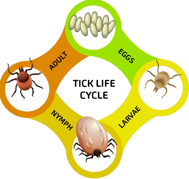 types of ticks types of ticks