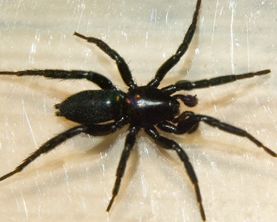 how to get rid of small black spiders