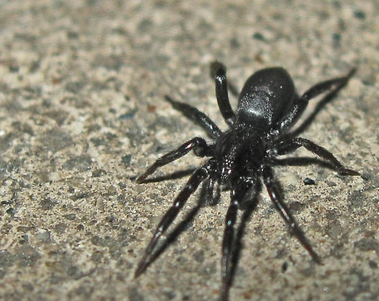 black house spider