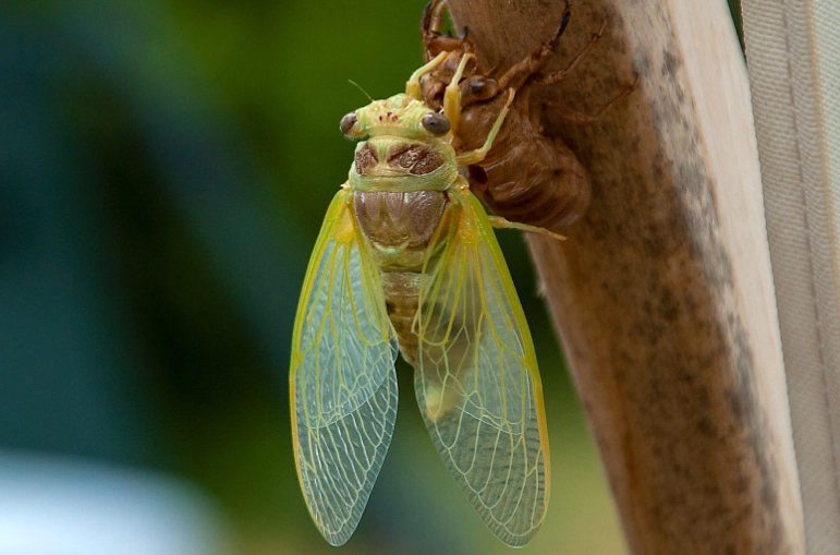 Understanding Cicadas: The 2024 Brood Emergence and How to Manage Them in Your Backyard