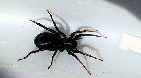 black house spider