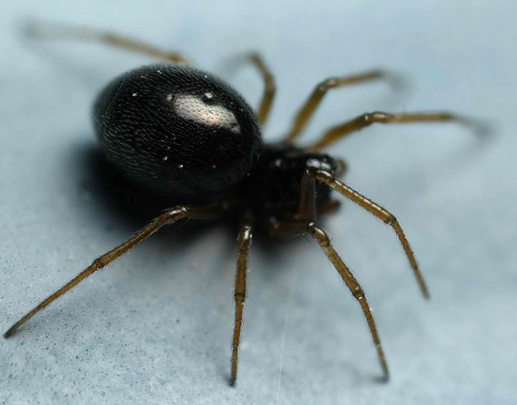 how to get rid of small black spiders