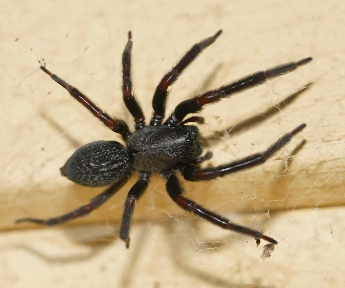 how to get rid of small black spiders