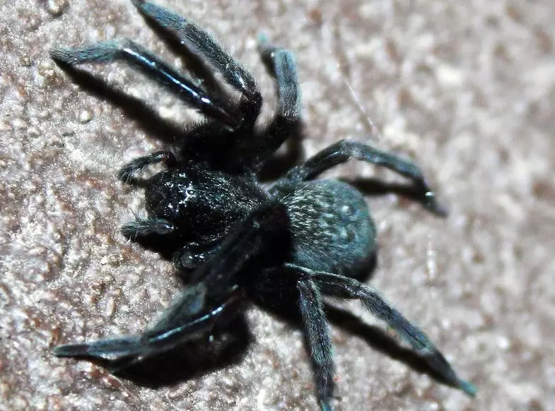 small black spider