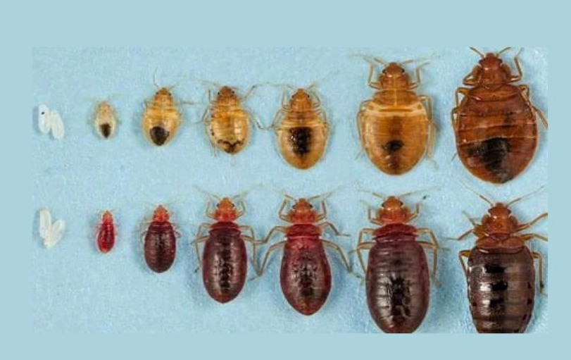 bed bug larvae
