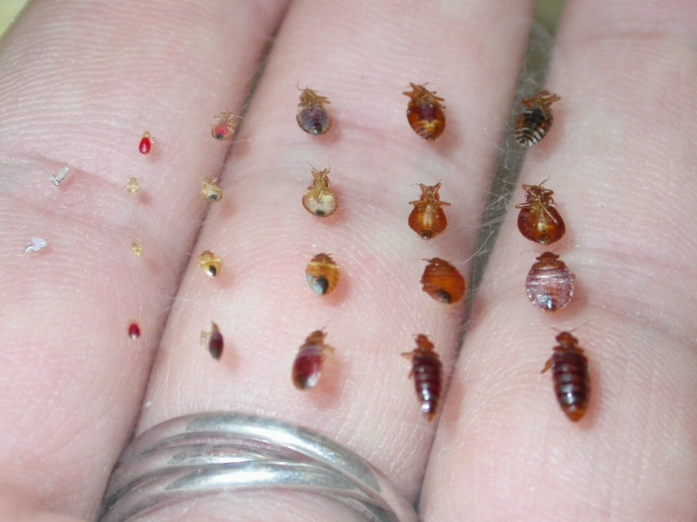 bed bug causes