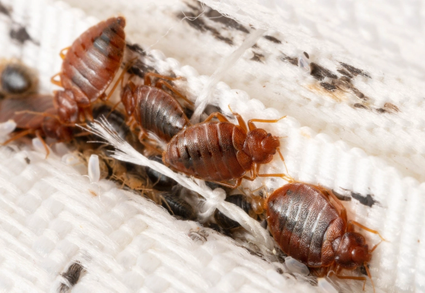 bed bug transmission