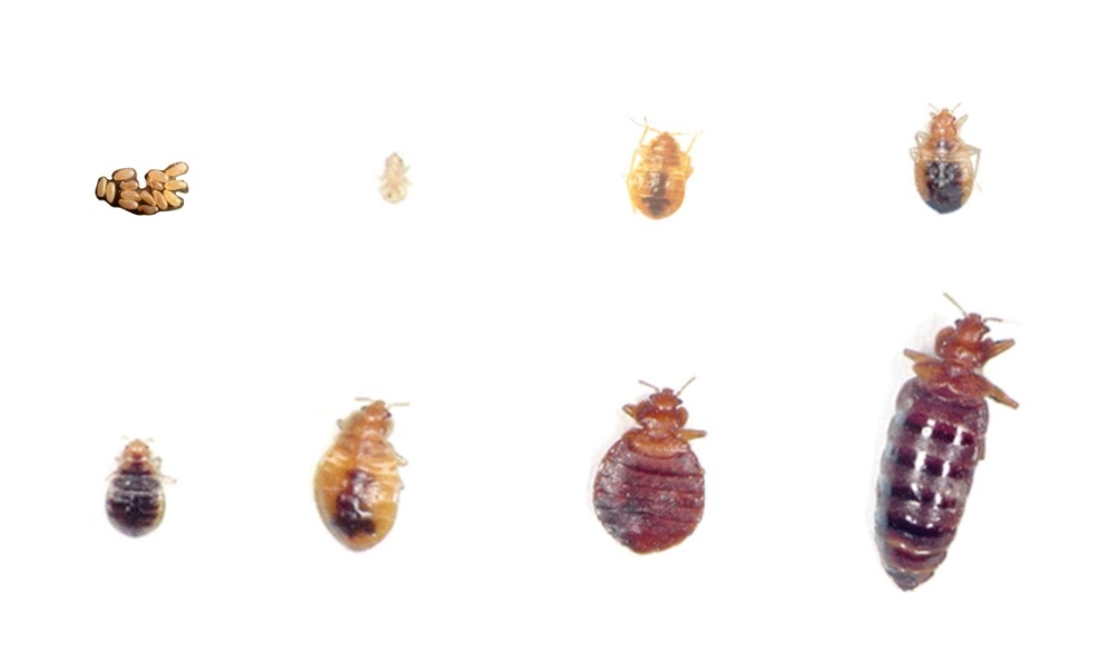 what do bed bug larvae look like