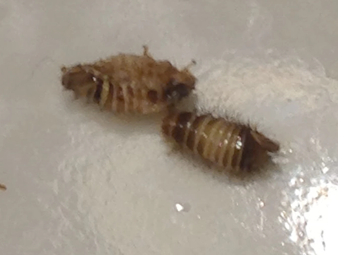 how to get rid of bed bug larvae