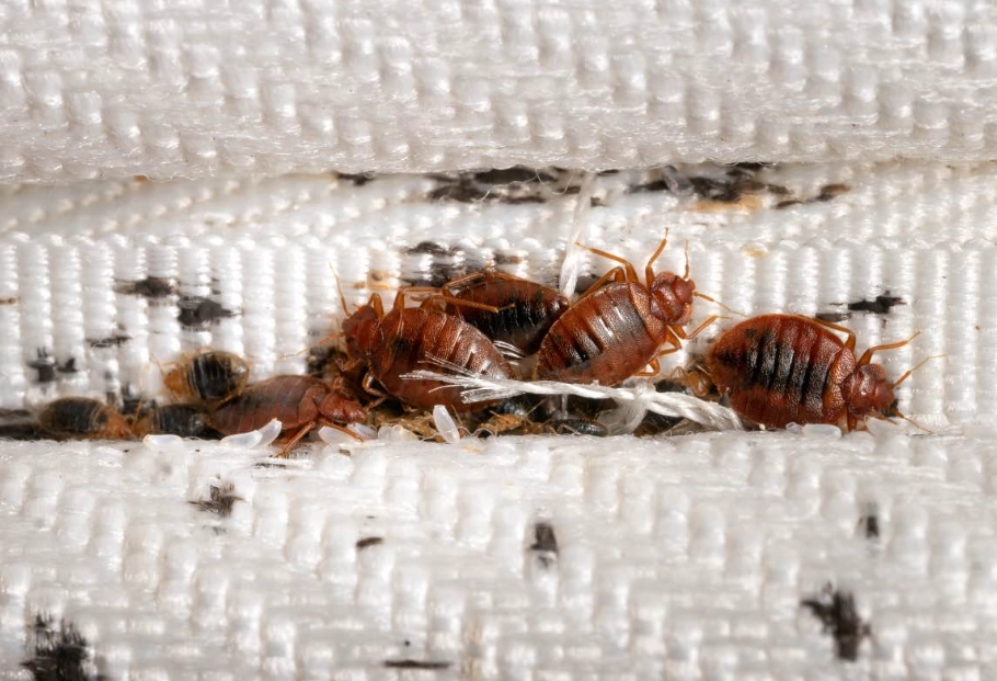 how does one get bed bugs