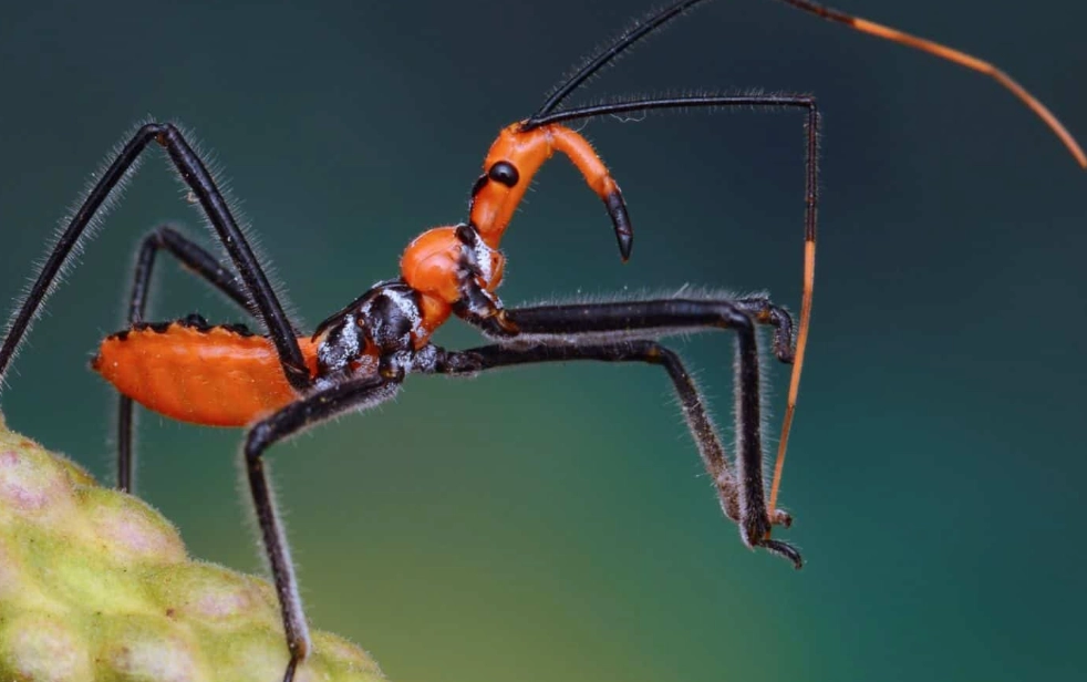 assassin bug vs kissing bug