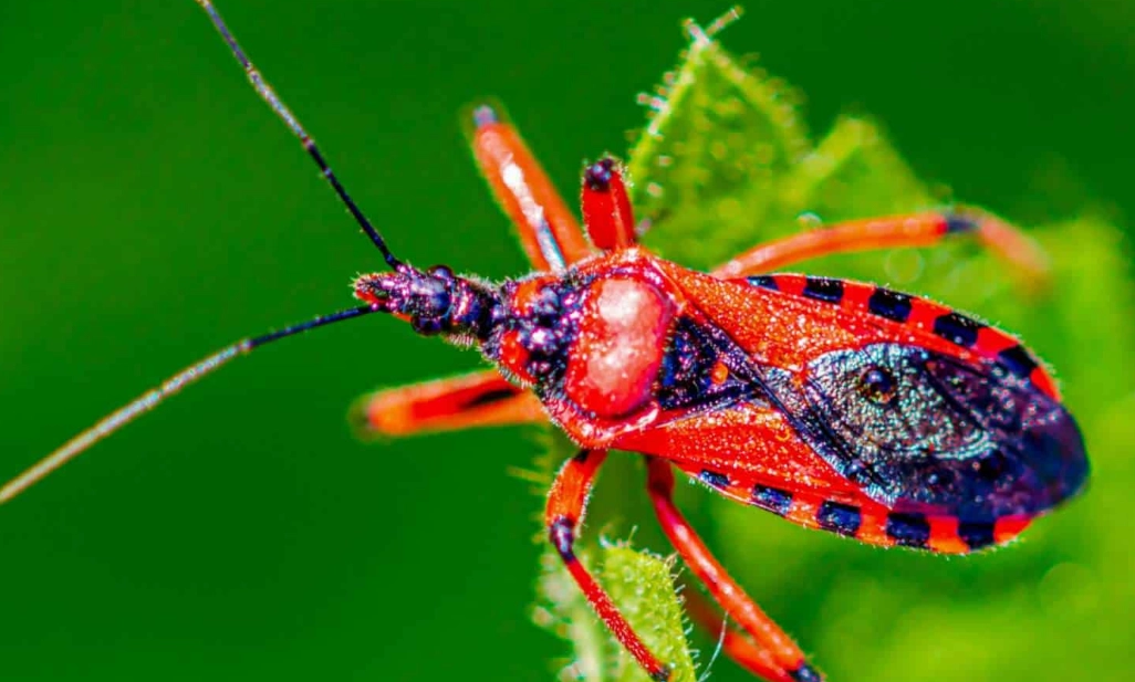 assassin bug