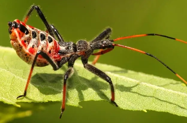 what is an assassin bug
