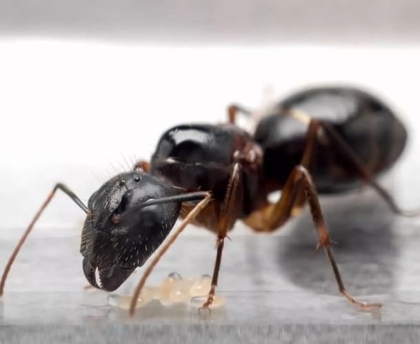 big ants