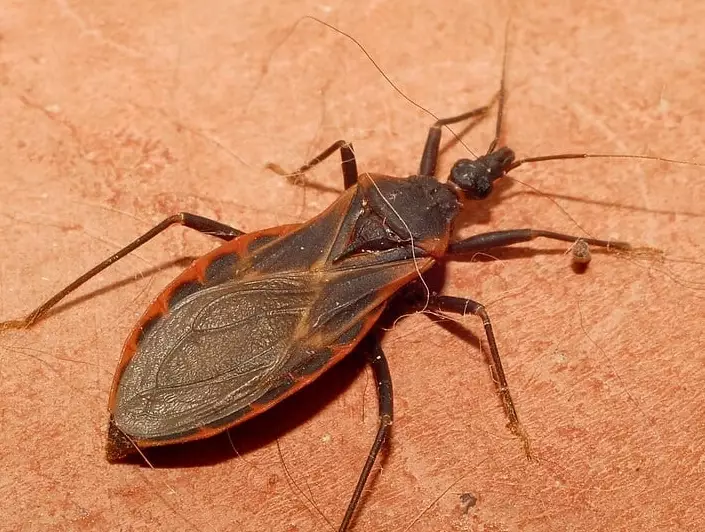 assassin bug vs kissing bug