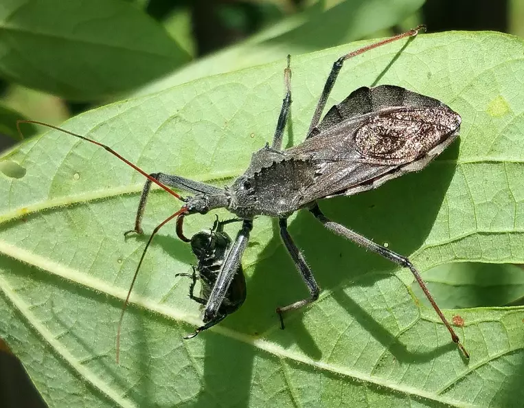 assassin bug bite