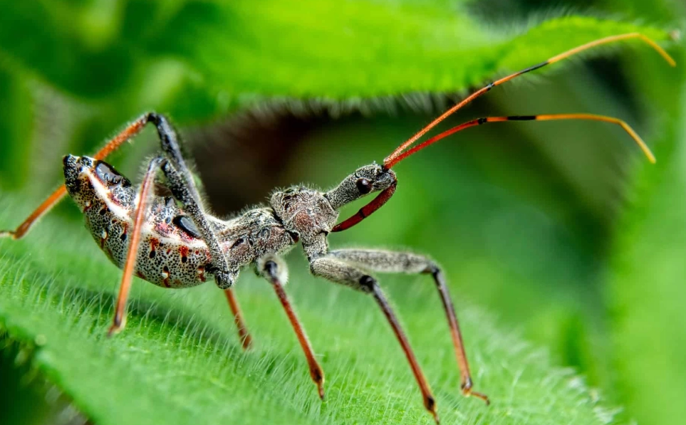 assassin bug bite