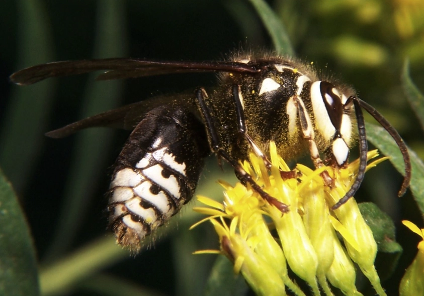 bald face hornets