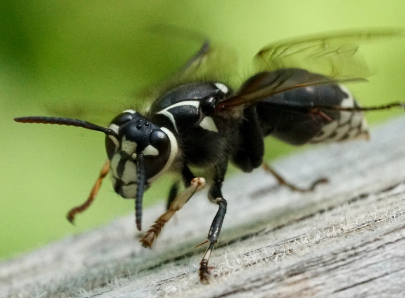 bald-faced hornet identification