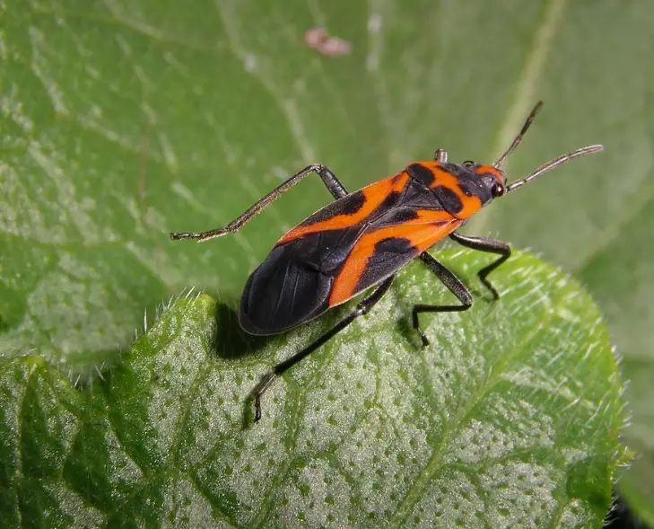 orange black insect
