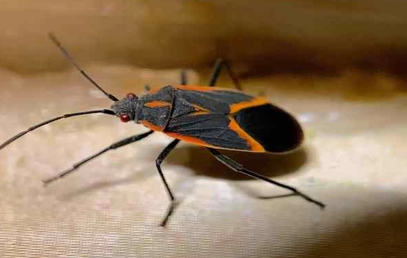 orange and black butterfly