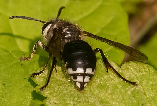 black and white wasp