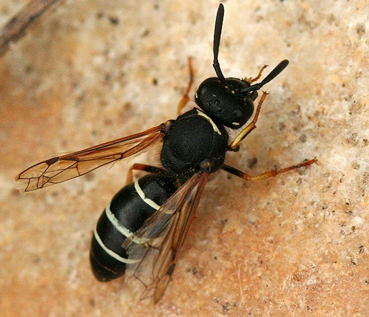 bald-faced hornet