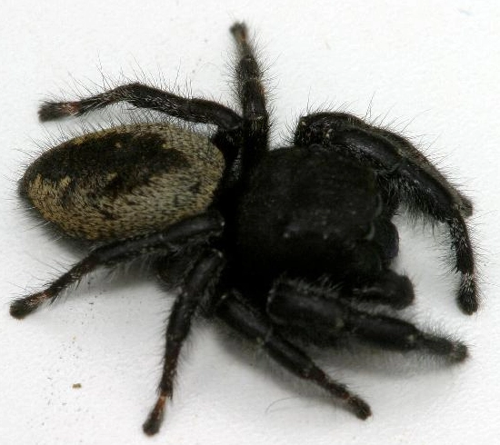 black jumping spider
