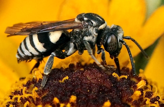 wasp identification